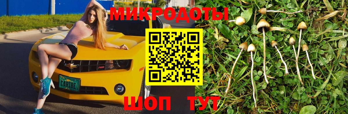 Псилоцибиновые грибы Cubensis Кудрово